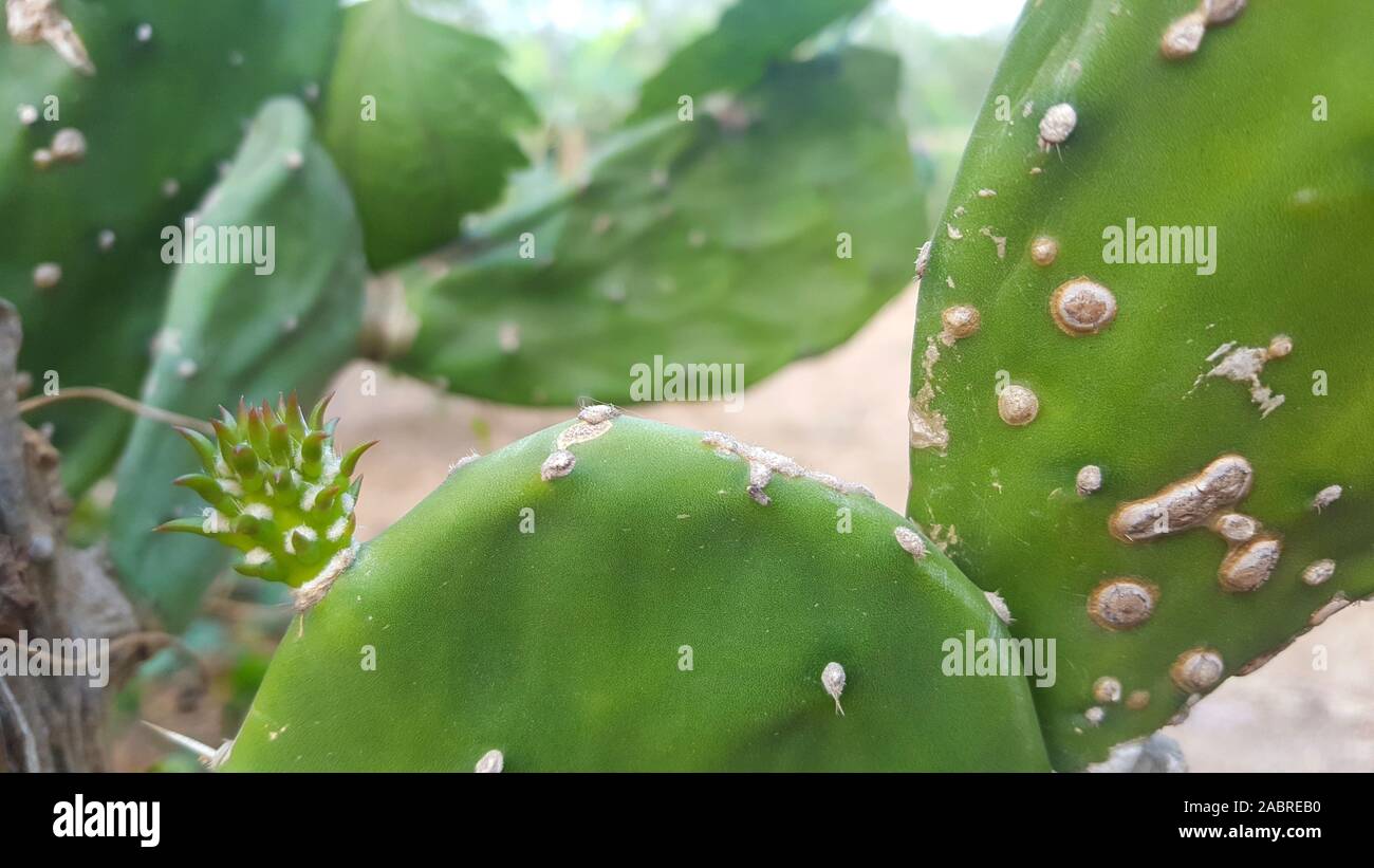 Cactus plant, with thorns thorns. Types of plants that can live in low
