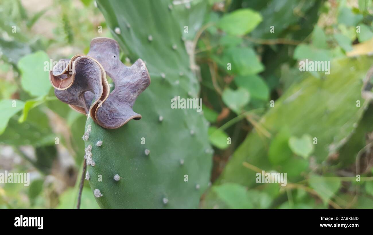 Cactus plant, with thorns thorns. Types of plants that can live in low