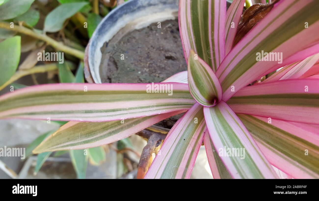 Close up of Bromeliad plants in the garden background Stock Photo