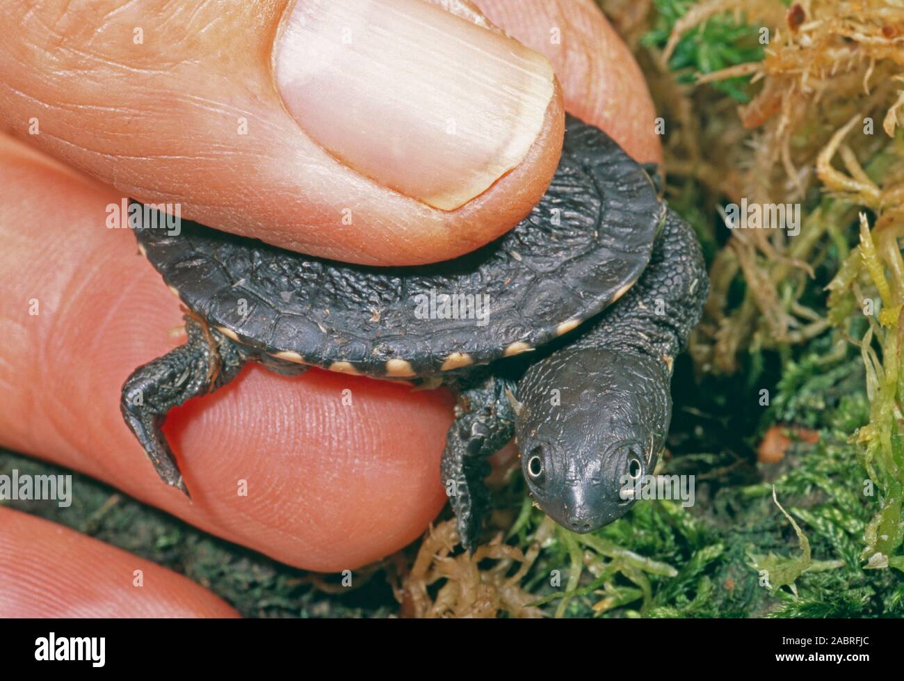 AUSTRALIAN SNAKE-NECKED TERRAPIN hatchling (Chelodina longicollis). A little larger than a man's thumbnail. Stock Photo