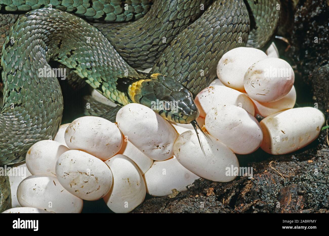 Grass Snake (Natrix natrix). Female with a clutch of eggs laid in a rotting, decomposing, wood pile adjacent to working timber yard. Norfolk. July. Stock Photo
