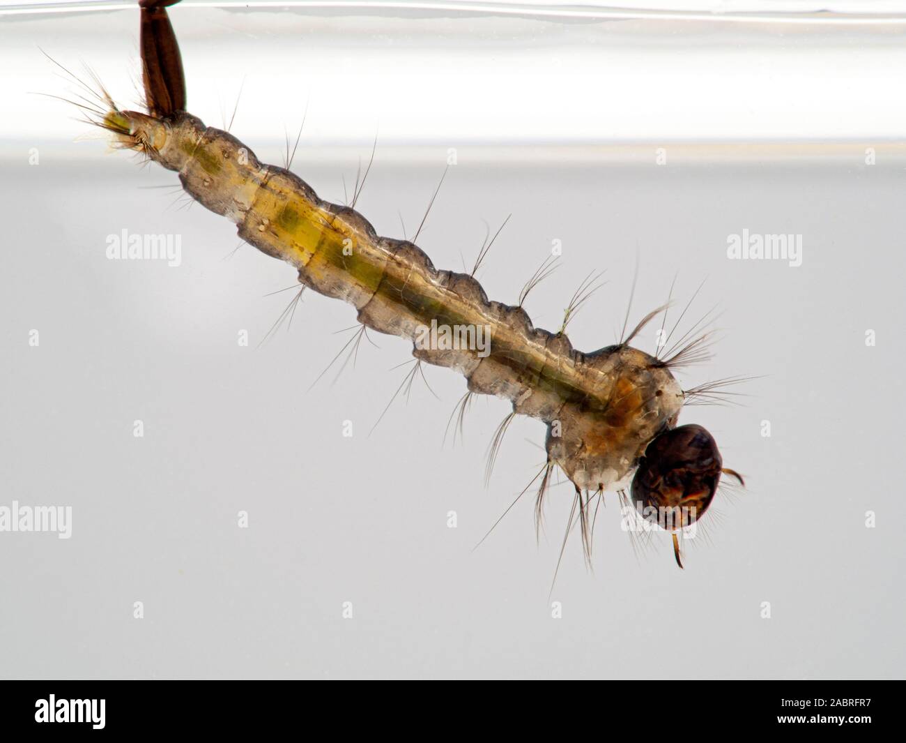Mosquito larva hires stock photography and images Alamy