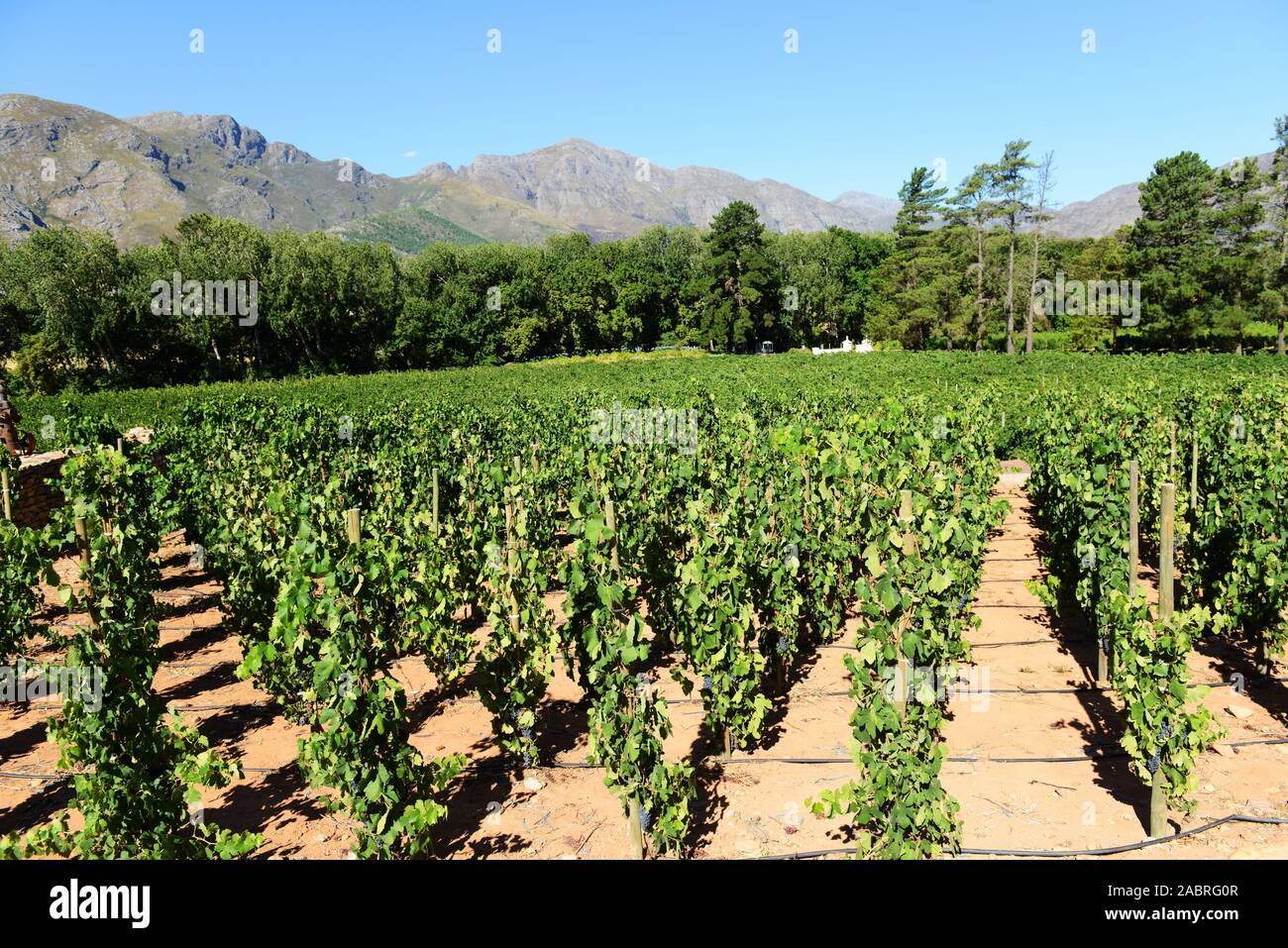 Rickety Bridge Winery in Franschhoek, South Africa. Stock Photo