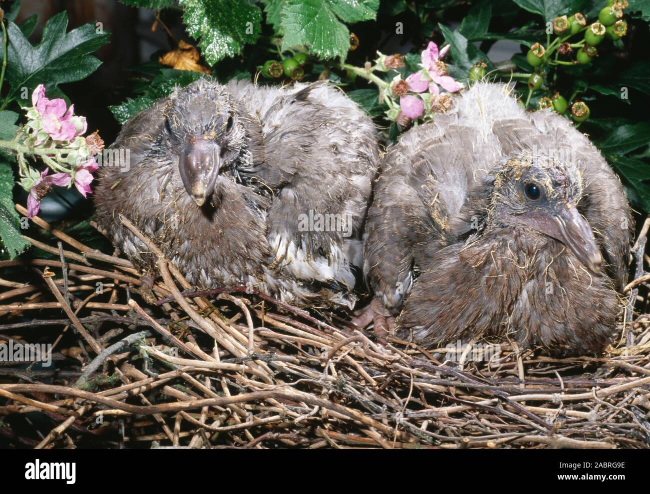 WOOD PIGEON young on nest (Columba palumbus). Clutch of two eggs, now two well developed squabs or juveniles.  UK. Stock Photo