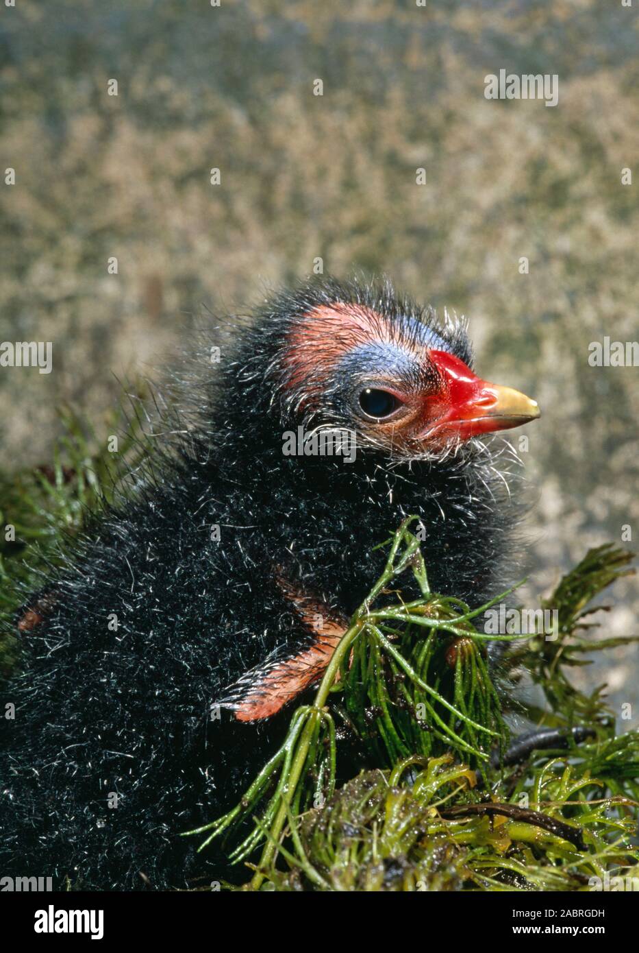 MOORHEN (Gallinula chloropus). Chick, young, precocial, nidifugous. Stock Photo