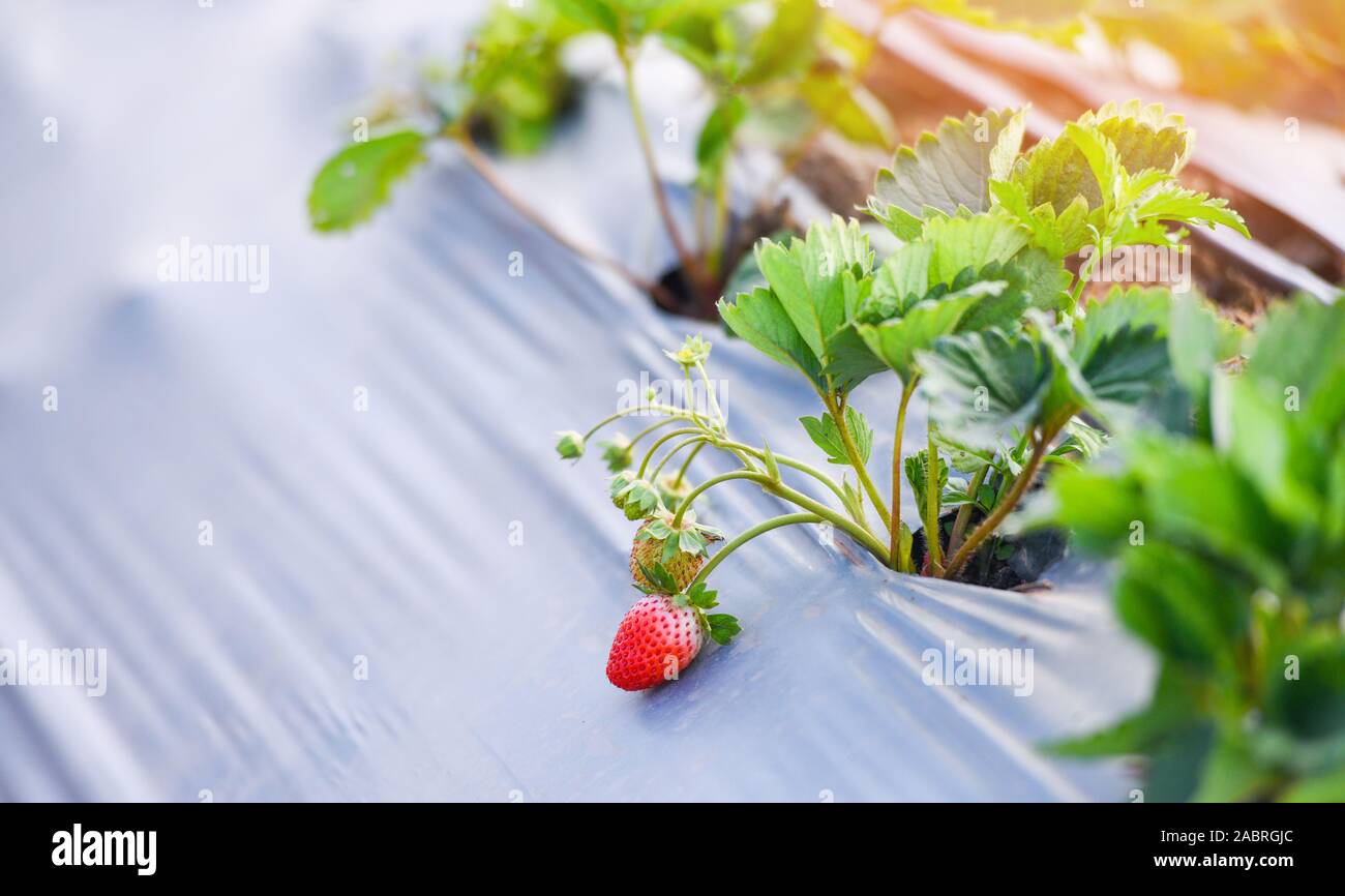 Strawberry field with green leaf in the garden / plant tree ...