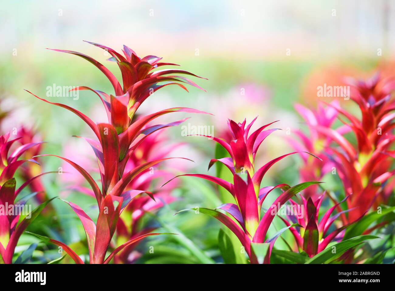 Tropical plant bromeliad flower in the garden / Colorful of bromeliads farm decorate in the nursery background Stock Photo