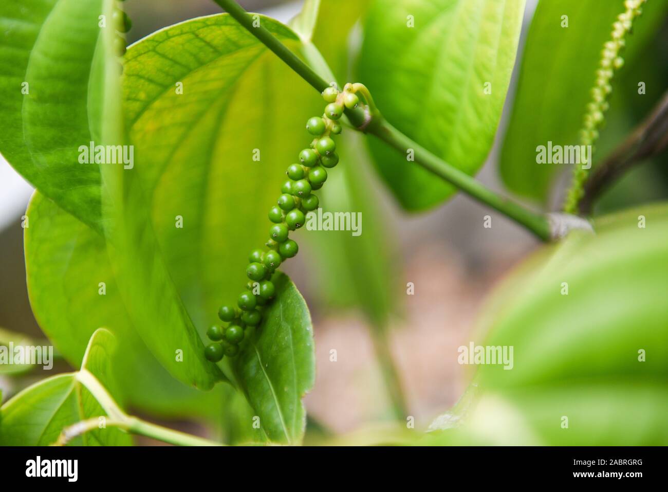 Peppercorns plant and leaves (Kumily, Kerala, India) / Fresh green
