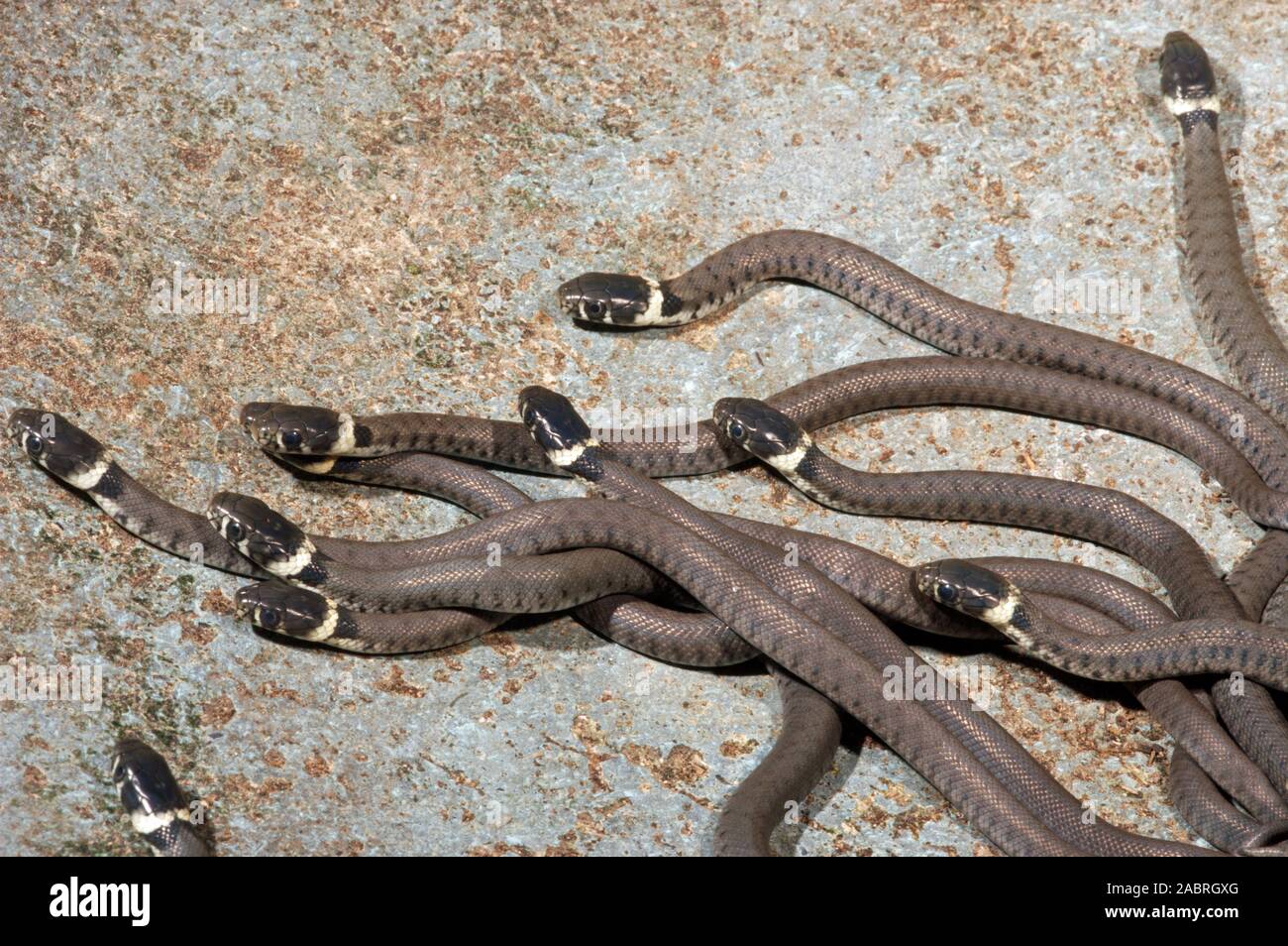 GRASS SNAKE (Natrix natrix). Young, juvenile, hatchlings, dispersing  from nest site area.) Survival strategy. Stock Photo