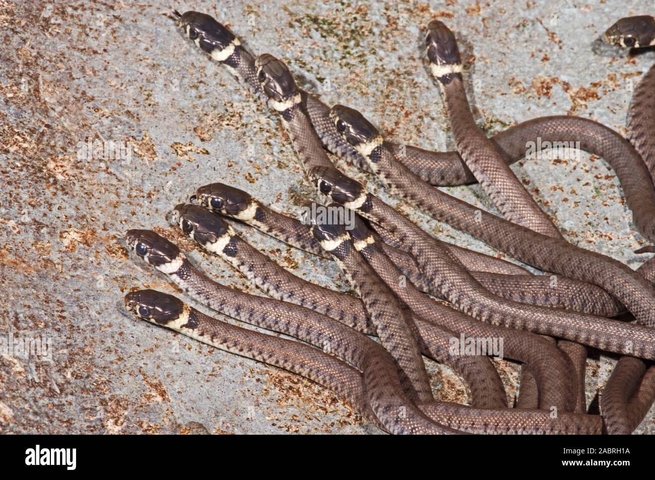 GRASS SNAKE (Natrix natrix). Young, juvenile, hatchlings, dispersing  from nest site area. A survival strategy. Stock Photo