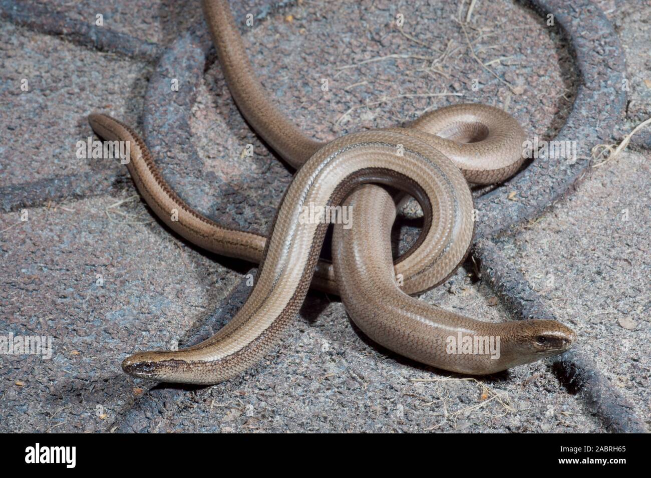 SLOW WORMS pair Anguis fragilis  female head left, male right..  On lid of garden  composting bin. Stock Photo