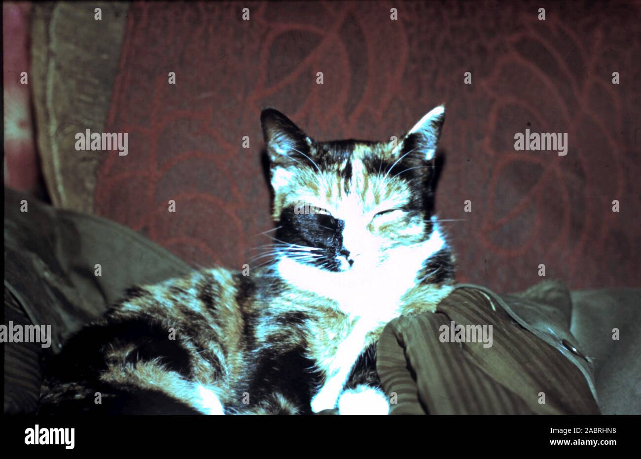 Calico Cat Squinting at Camera - circa late 1960's early 1970's Stock Photo