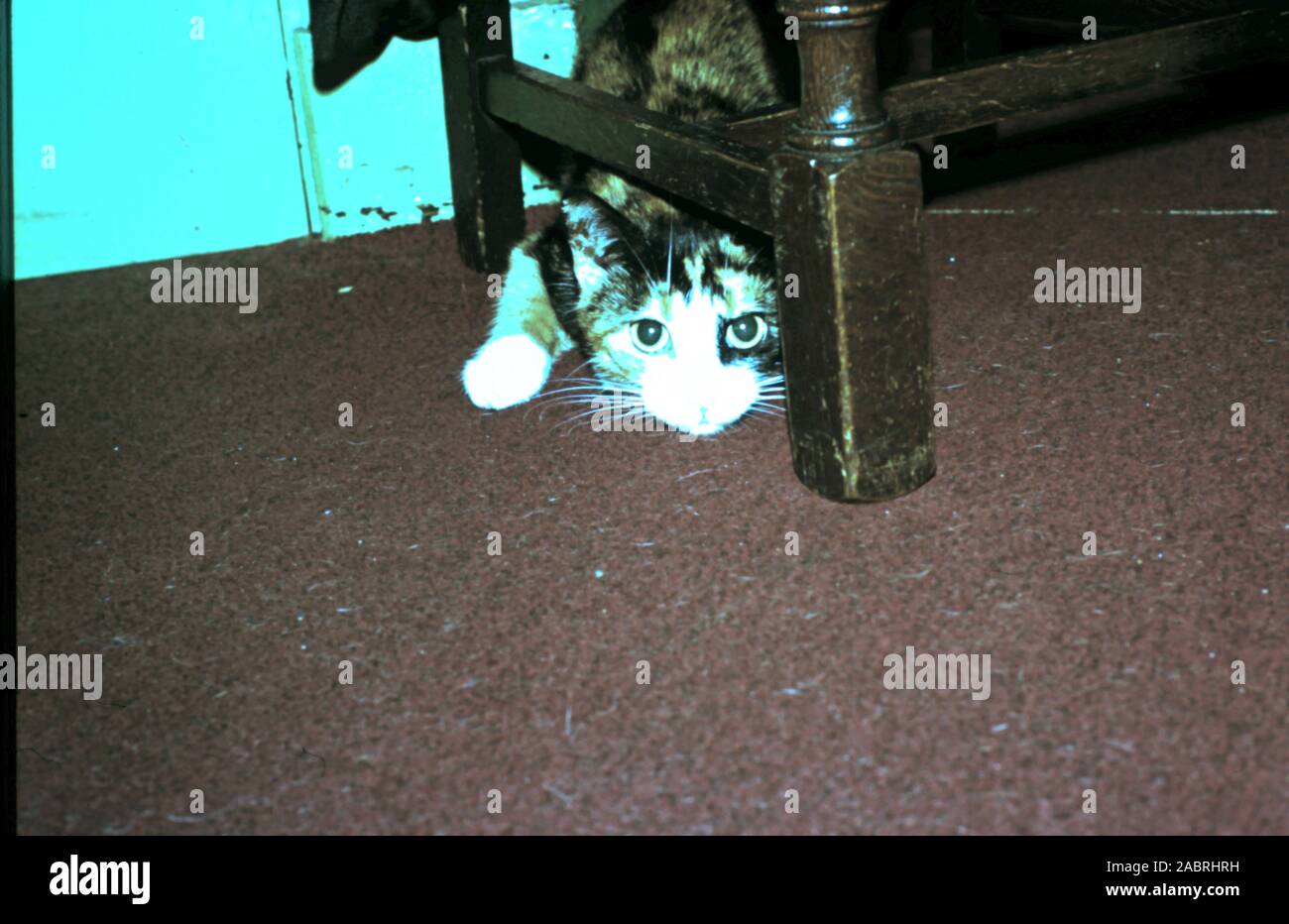 Calico Cat Hiding Under Chair - circa late 1960's early 1970's Stock Photo