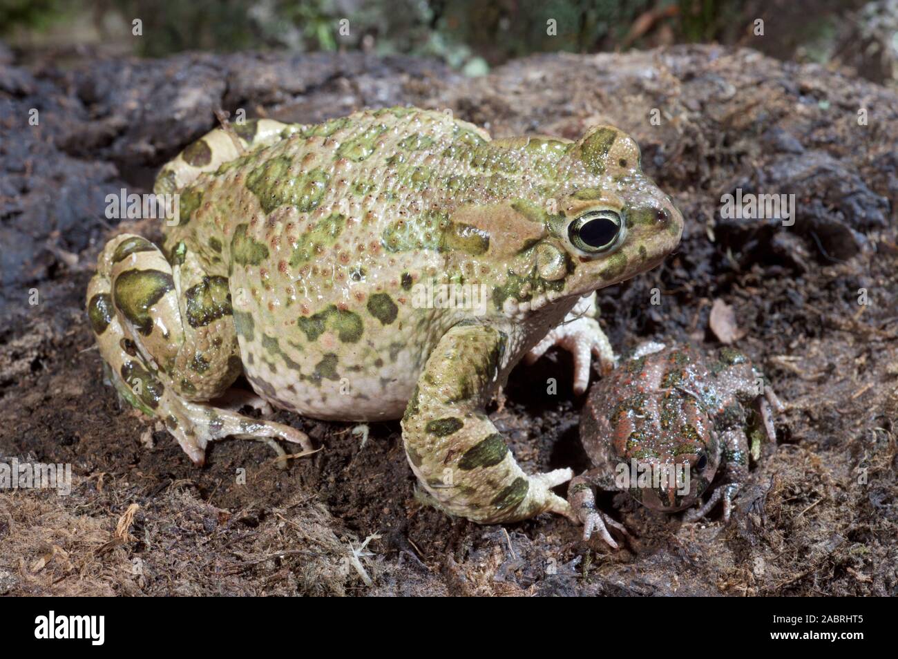 GREEN TOAD Bufotes (Bufo) viridis. European. Adult. Profile. Juvenile facing front alongside. Defined green patches on side/flank  view. Stock Photo