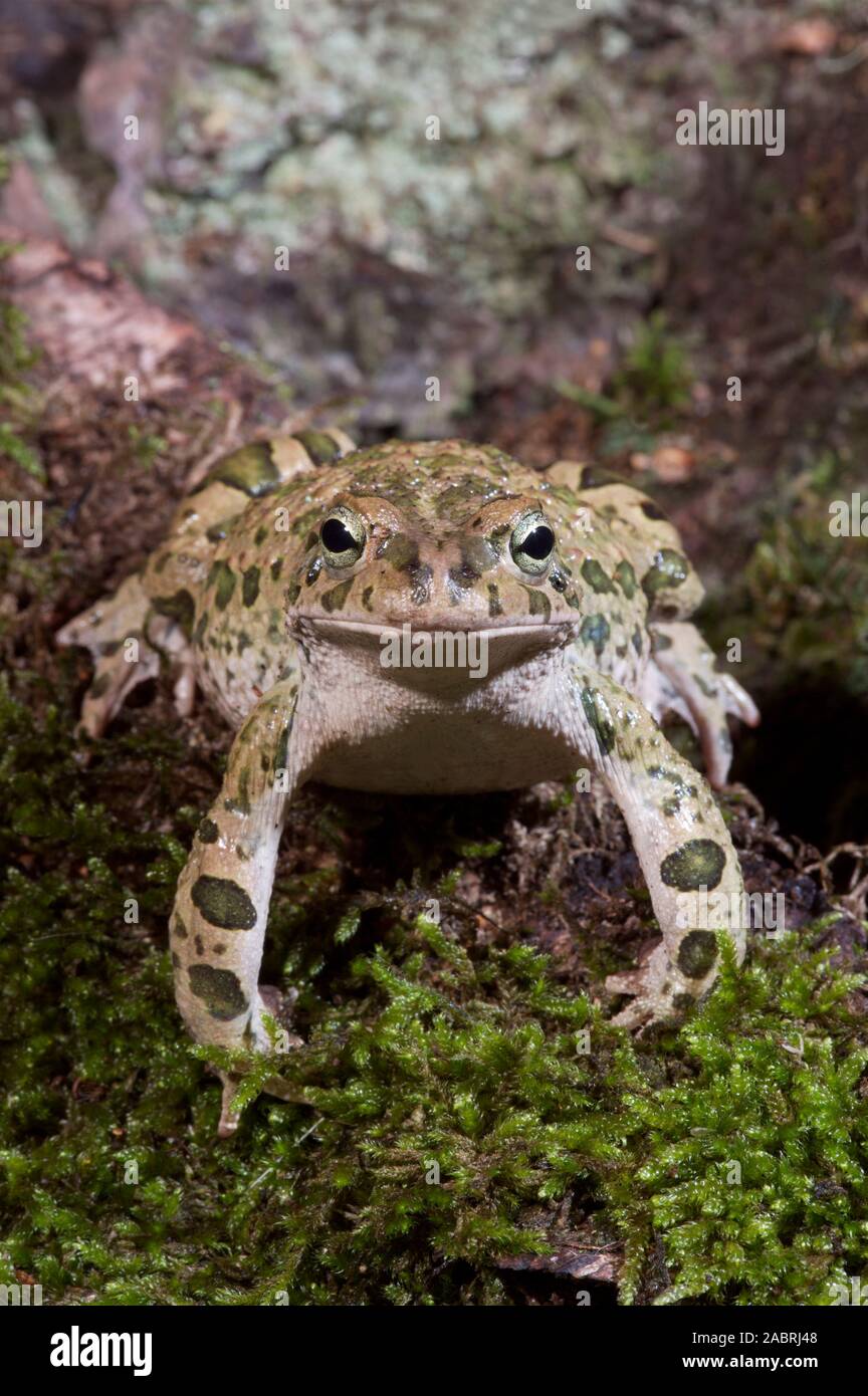 GREEN TOAD Bufotes (Bufo) viridis. Adult. Profile. Defined green patches on bulky front legs. Front  view. Sitting facing front. Stock Photo