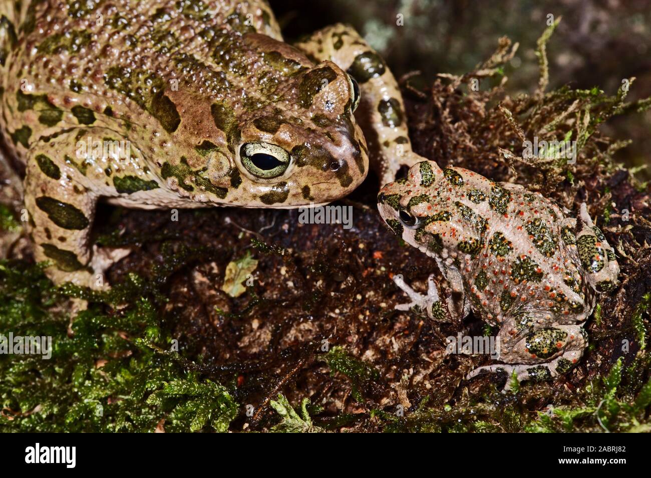 GREEN TOAD Bufotes (Bufo) viridis. Adult. Profile. Defined green patches Side/flank  view. Adult and juvenile. Stock Photo