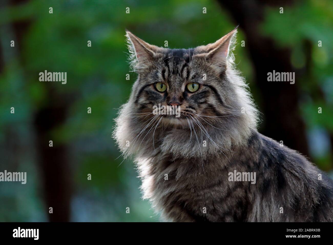 A handsome norwegian forest cat male looking at the camera Stock Photo