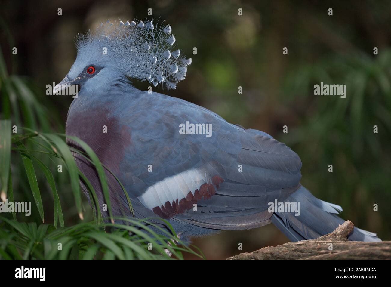 SCHEEPMAKER'S CROWNED PIGEON Goura scheepmakeri Pair nesting. Native to New Guinea. Terrestrial, ground living in daylight. Perch in trees at night. Stock Photo