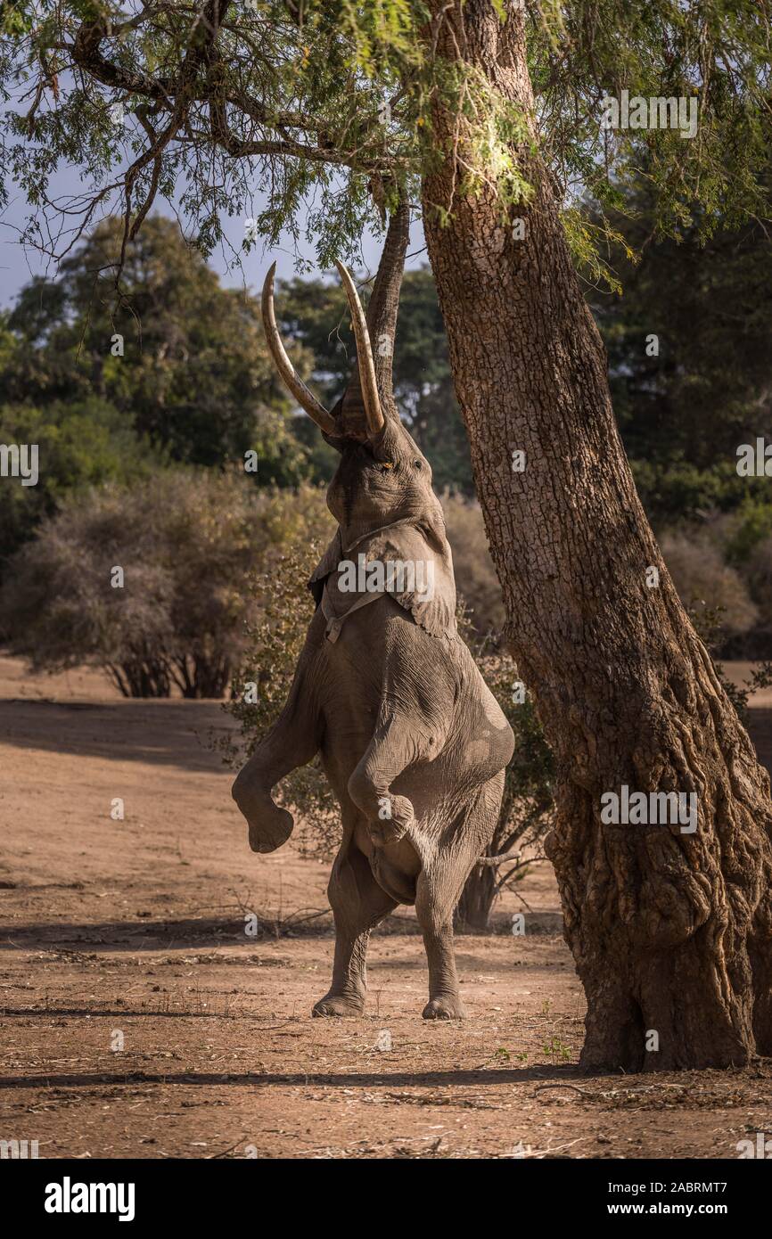Elephant standing on hind legs to feed Mana Pools, Zimbabwe Stock