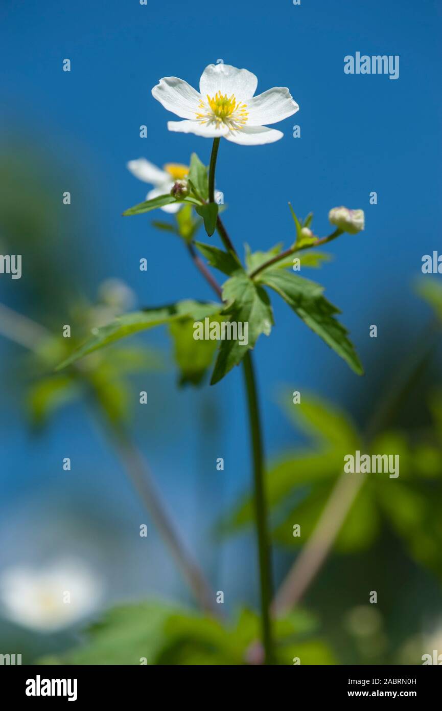 Ranunculus aconitifolius,Eisenhutblaettriger Hahnenfuss,Batchelor's Buttons Stock Photo