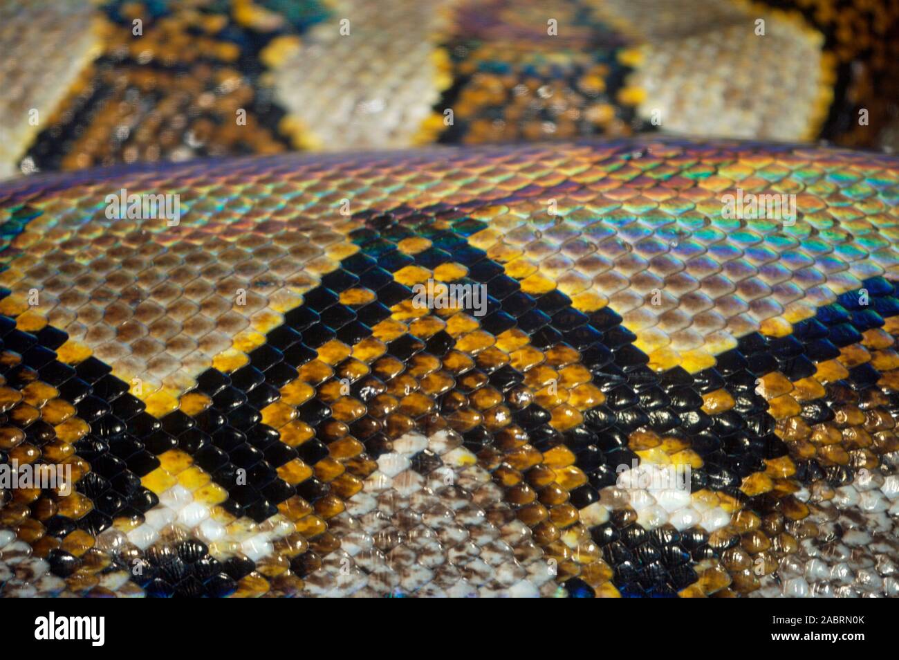 RETICULATED PYTHON Python reticulatus close up of a section of the body ...