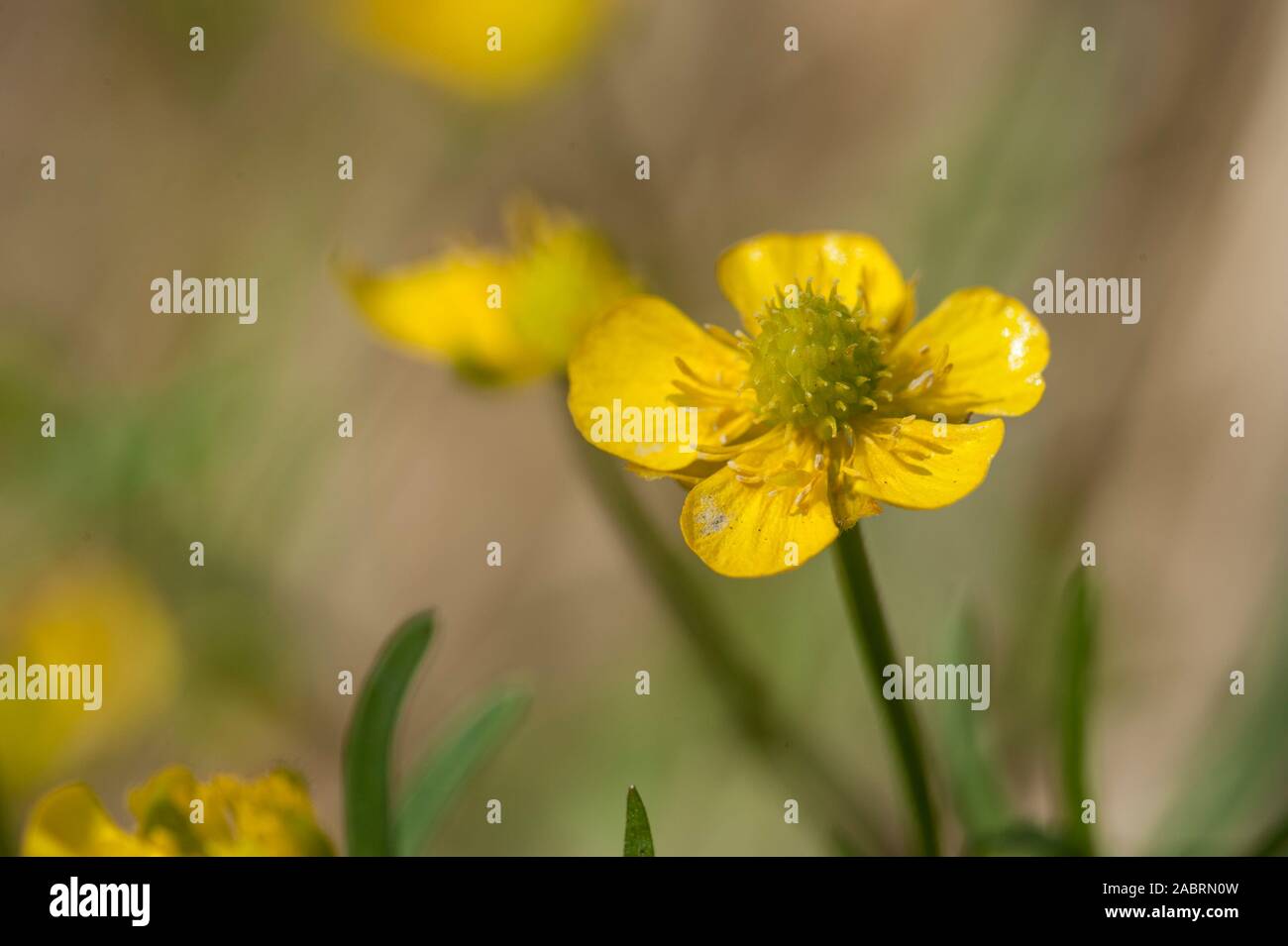 Ranunculus auricomus,Gold-Hahnenfuss,Goldschopf-Hahnenfuss,Greenland buttercup,Goldilocks buttercup Stock Photo