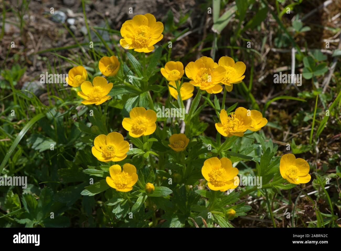Ranunculus montanus,Berg-Hahnenfuss,Mountain Buttercup Stock Photo