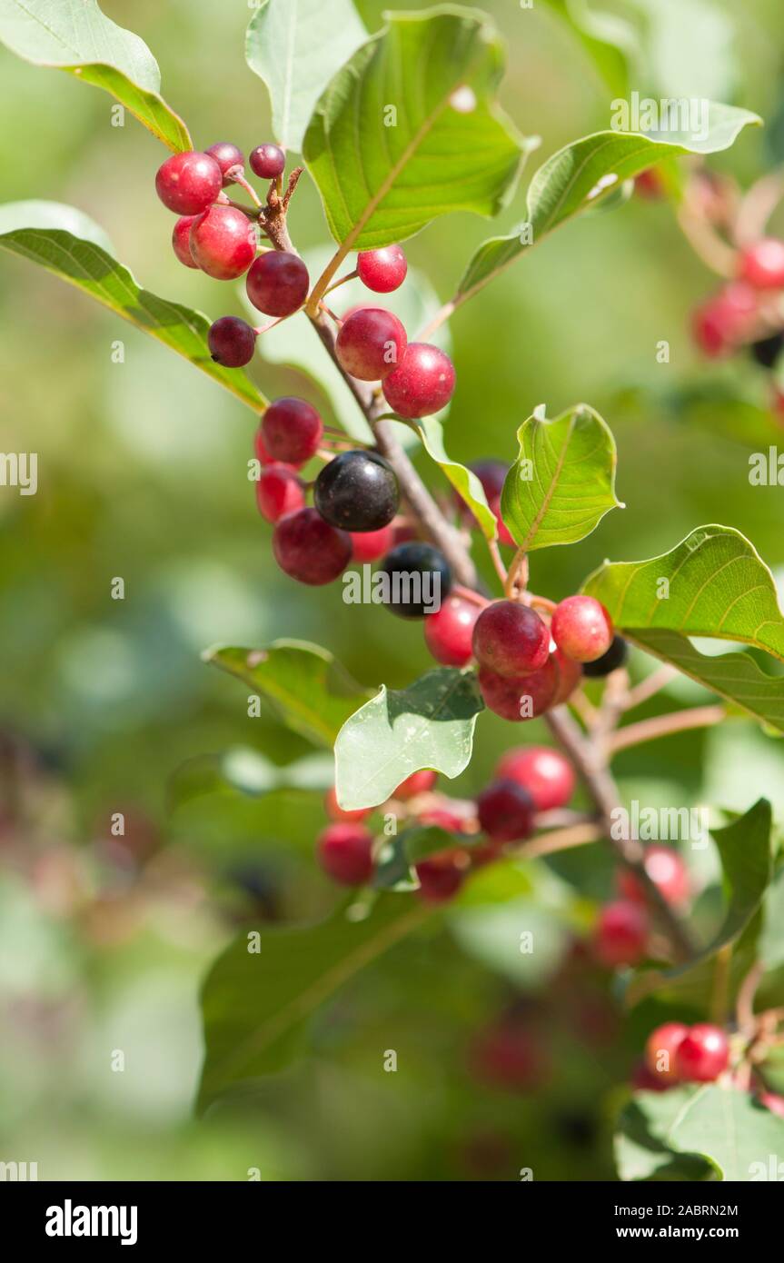 Rhamnus frangula,Faulbaum,alder buckthorn Stock Photo