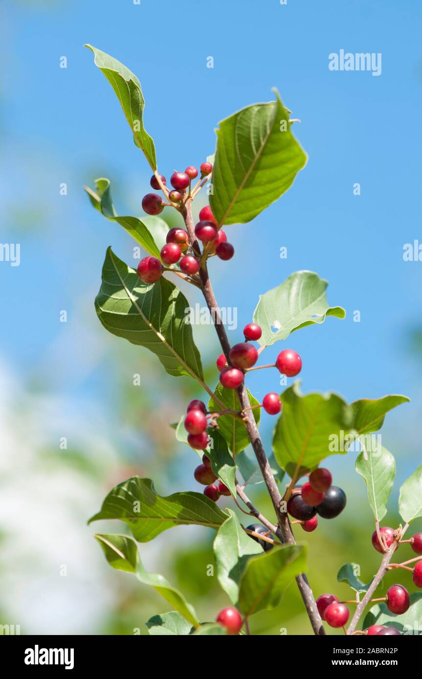 Rhamnus frangula,Faulbaum,alder buckthorn Stock Photo