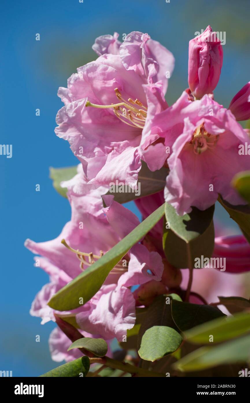 Rhododendron fortunei,Fortunes Alpenrose,Fortune´s Alpenrose Stock Photo
