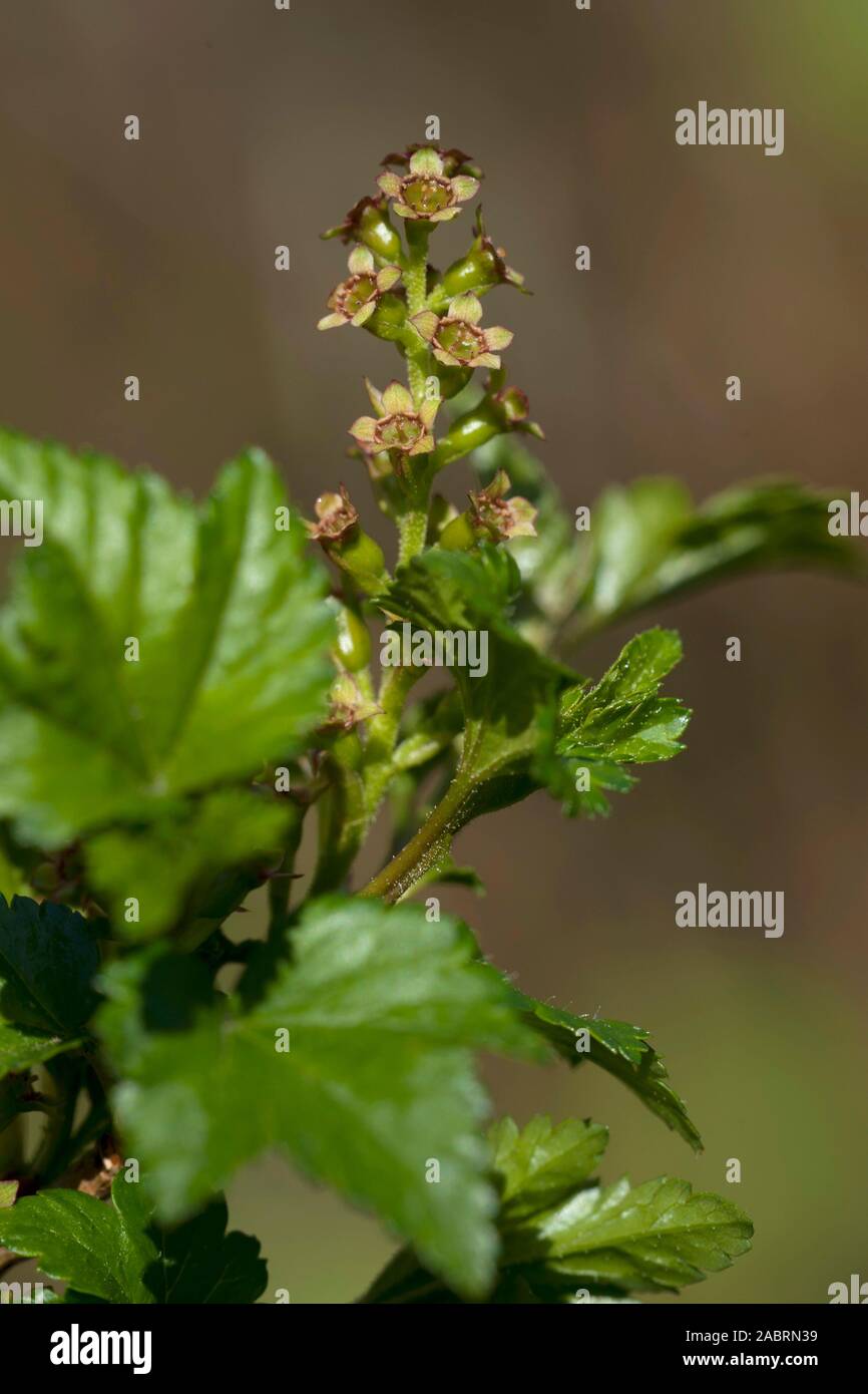Native Alpine Currant Alpine currant hi-res stock photography and images - Alamy