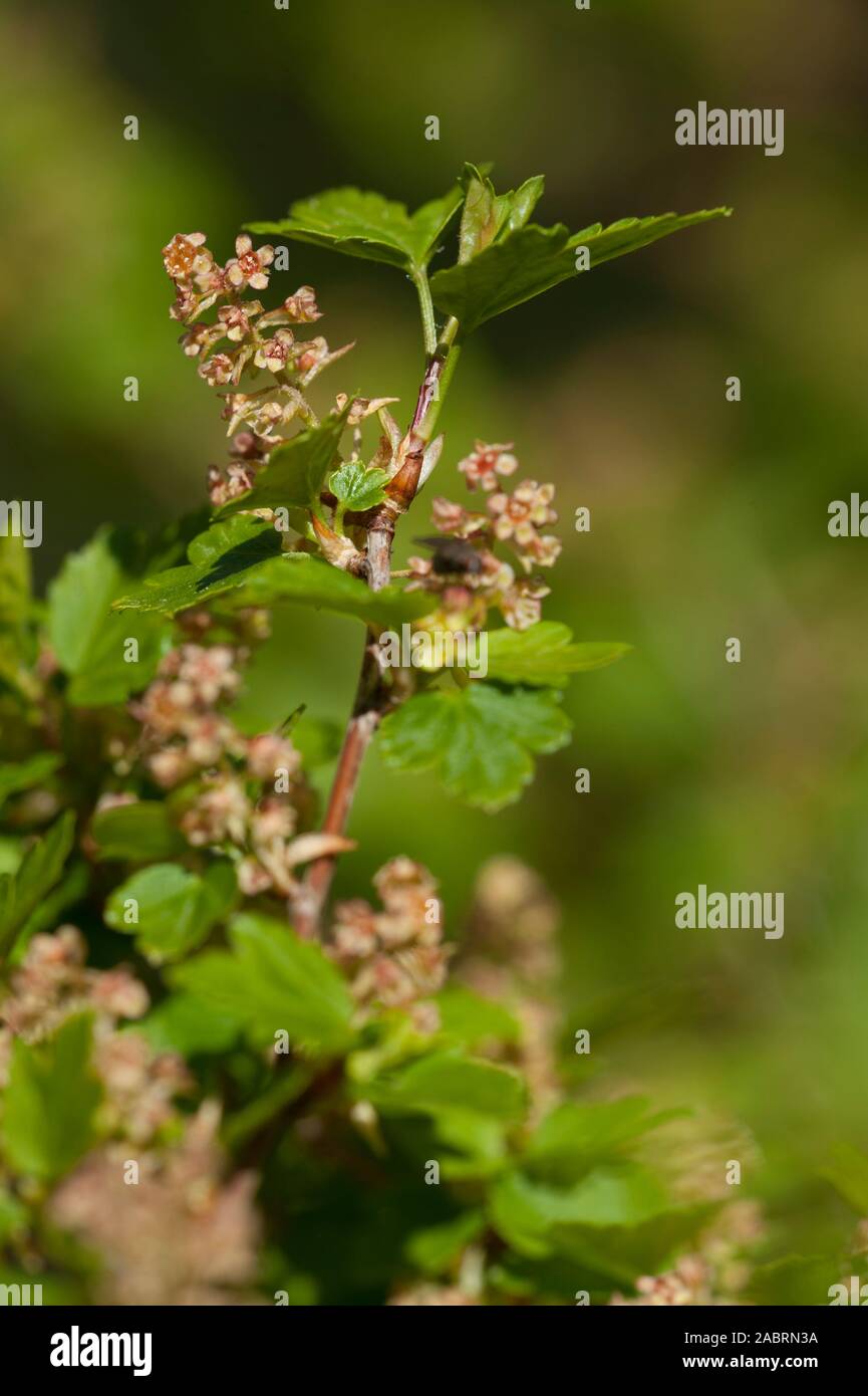 Ribes alpinum,Alpen-Johannisbeere,Alpine Currant Stock Photo