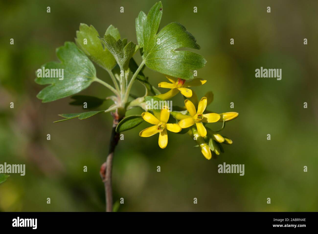 Ribes aureum, Gold-Johannisbeere, Golden Currant Stock Photo