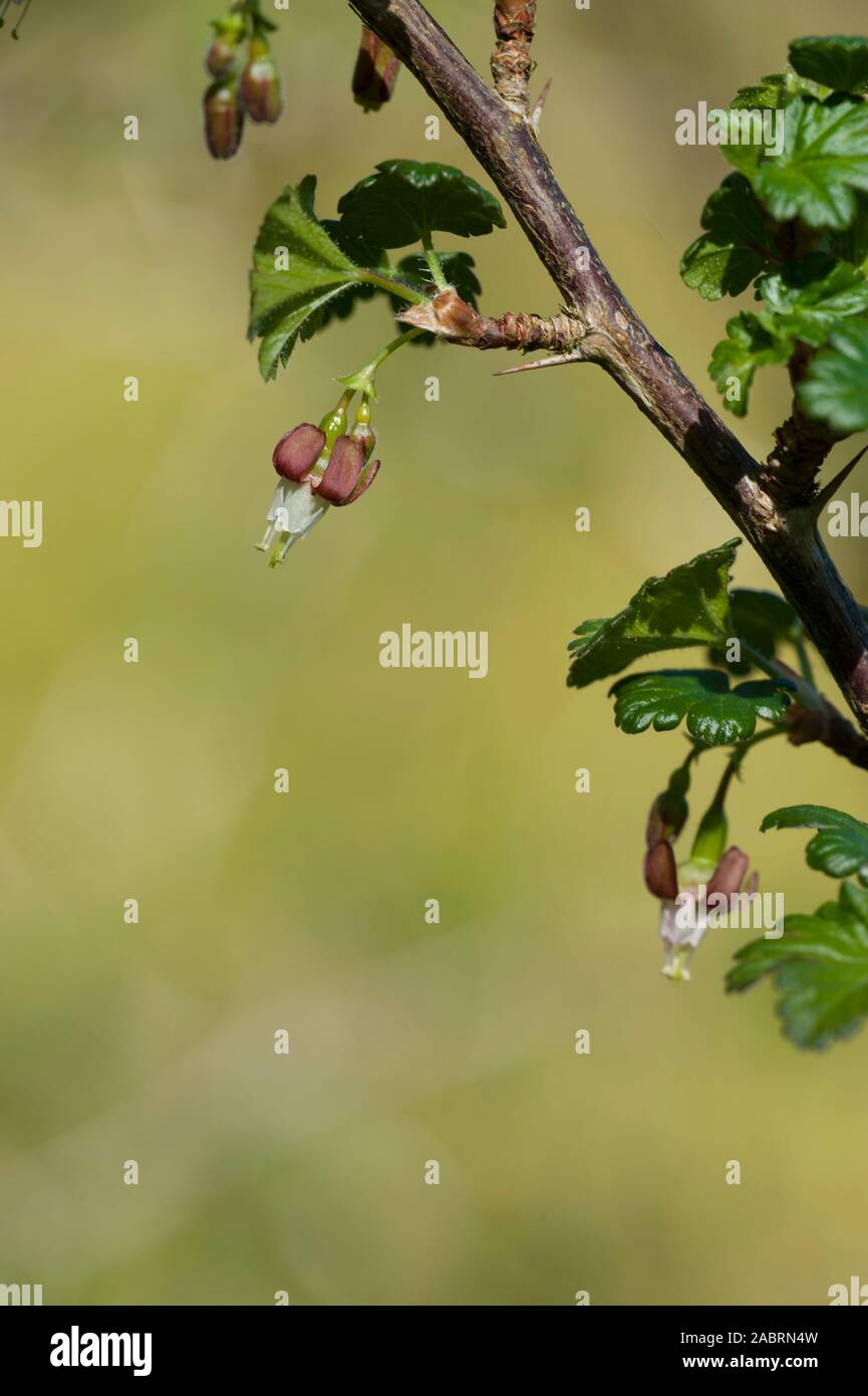 Ribes divaricatum,Oregon-Stachelbeere,gooseberry Stock Photo