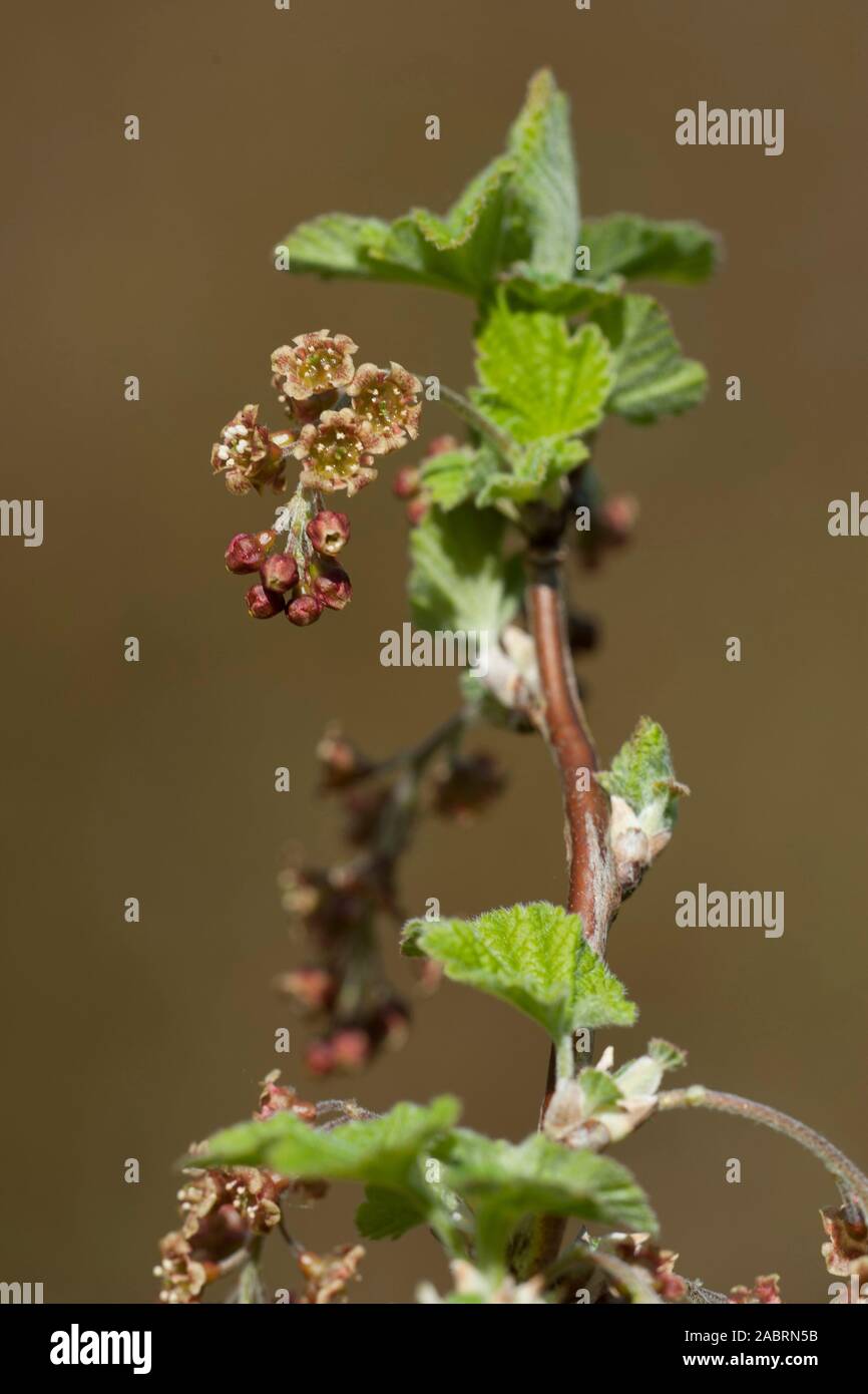 Ribes x holosericum Stock Photo