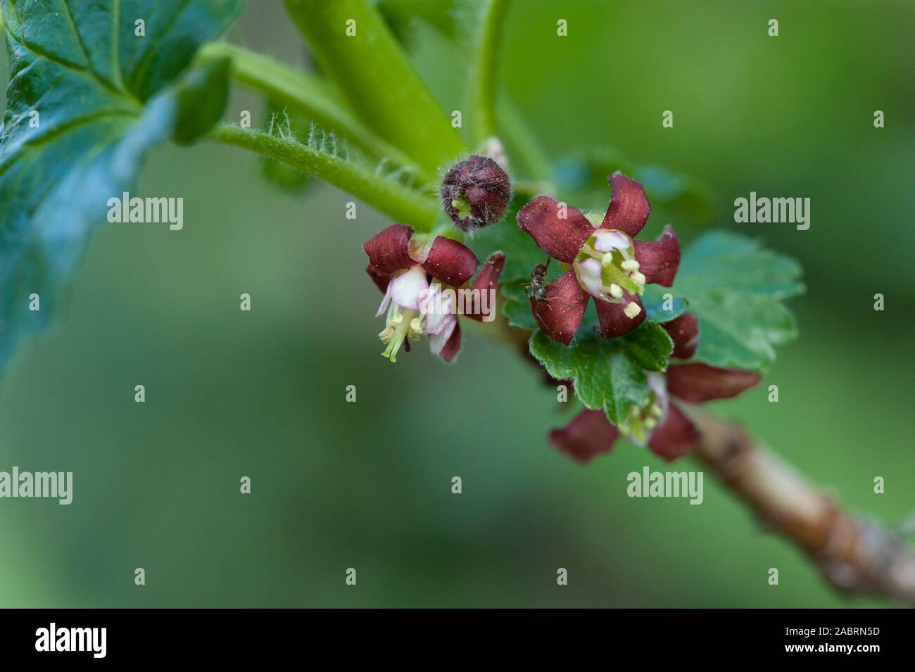 Ribes x nidigrolaria,Jostabeere,jostaberry Stock Photo