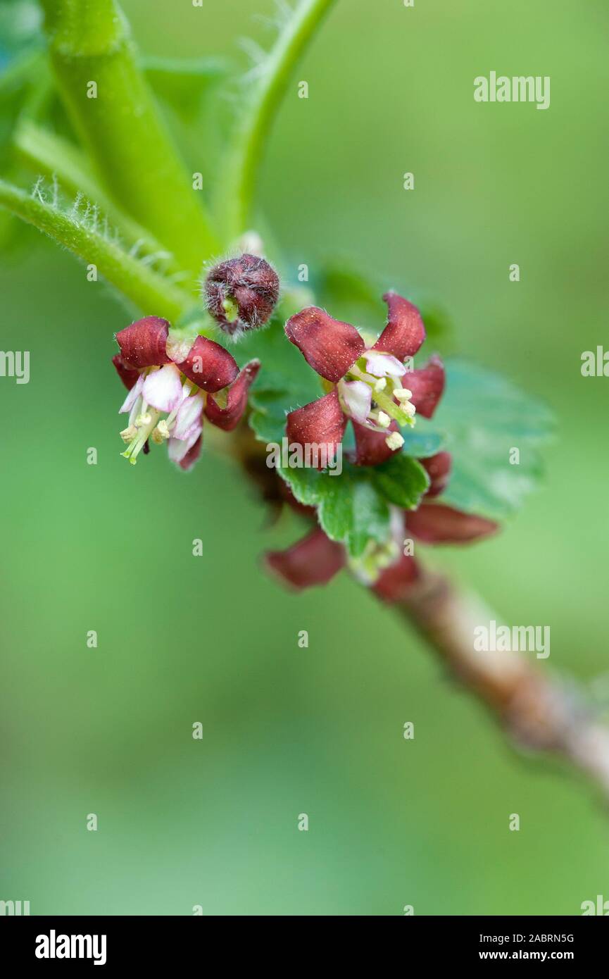 Ribes x nidigrolaria,Jostabeere,jostaberry Stock Photo