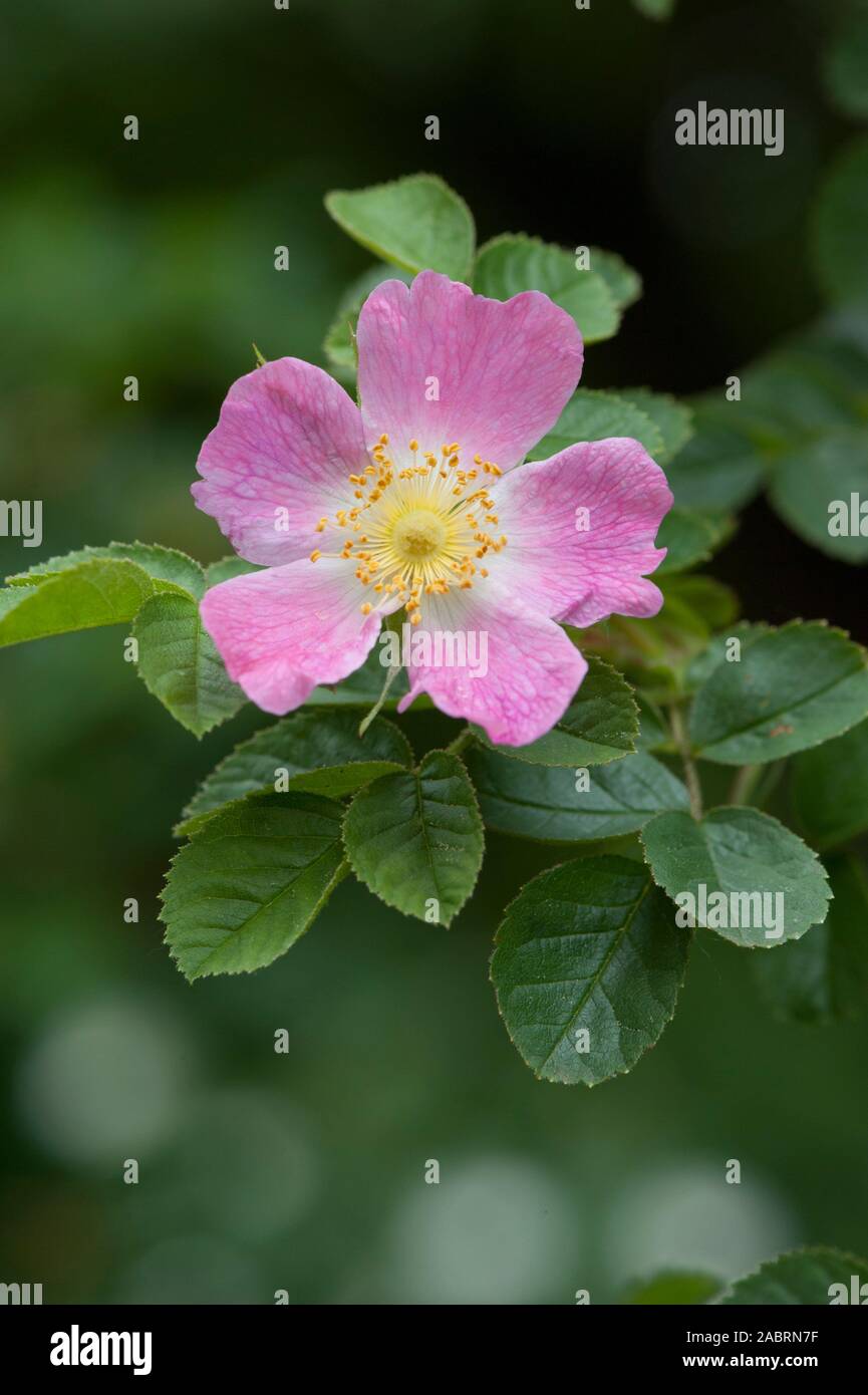 Rosa rubiginosa,Wein-Rose,Sweet  Briar Stock Photo