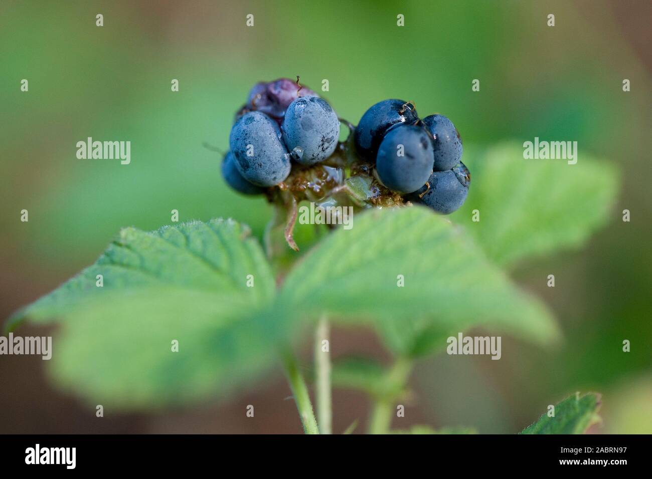 Rubus caesius,Kratzbeere,European dewberry Stock Photo