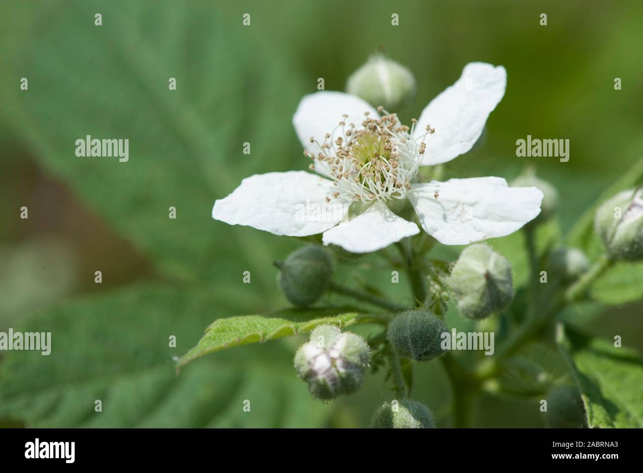 Rubus canescens,Filz-Brombeere,Bramble Stock Photo