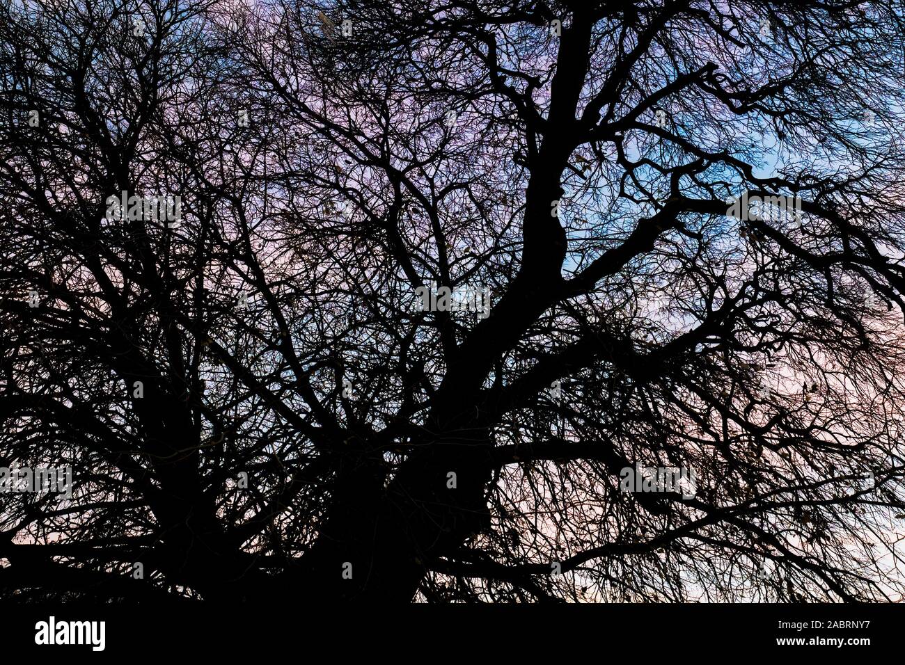 Silhouette of leafless tree isolated on colorful evening sky Stock Photo