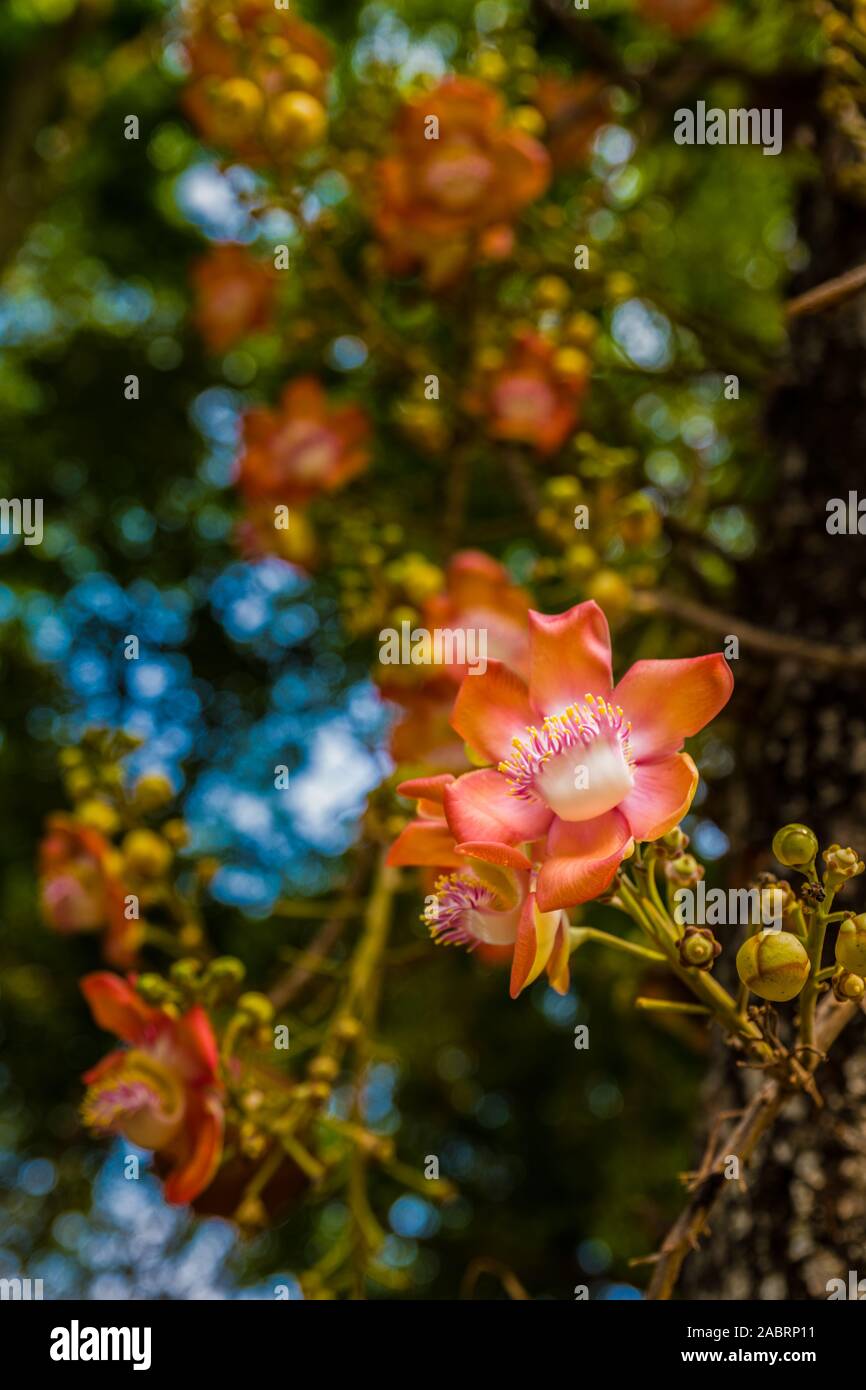 Cluster of Sal tree flower blooming on its tree Stock Photo
