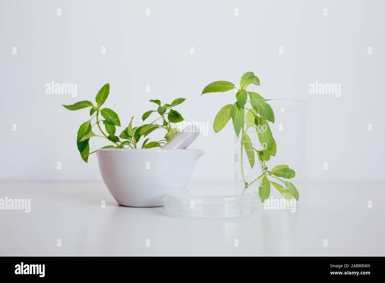 Alternative herb medicine, scientific research concept Stock Photo Alamy