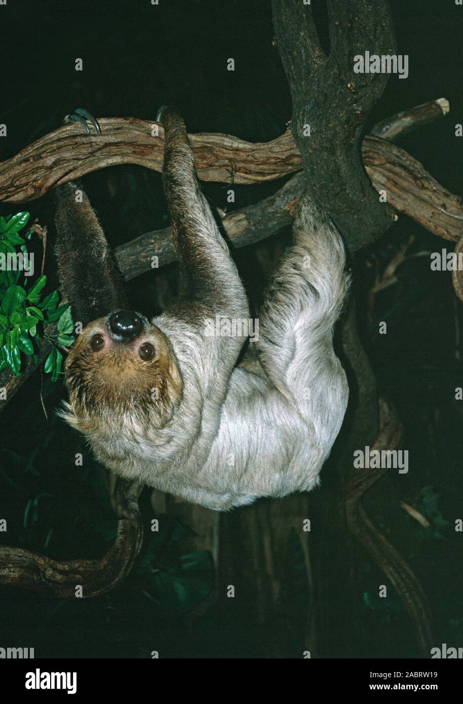 TWO-TOED SLOTH (Choloepus didactylus).  South American rainforest species. Emmen Zoo, The Netherlands. Stock Photo