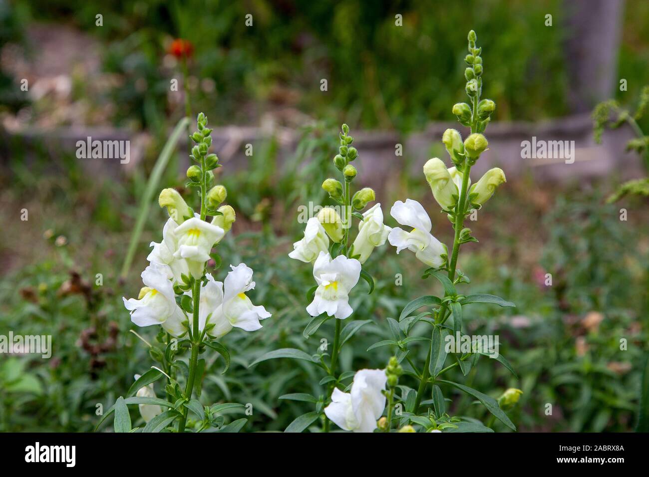 Variegated antirrhinum (snapdragon) flower background - yellow, white, rosy and crimson. Snapdragon flower plant in garden. Stock Photo