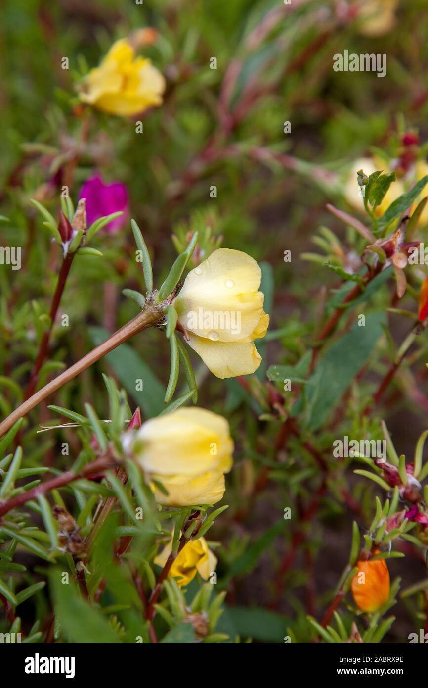 Purslane flower grow in a summer garden. Purslane flowers are flowers