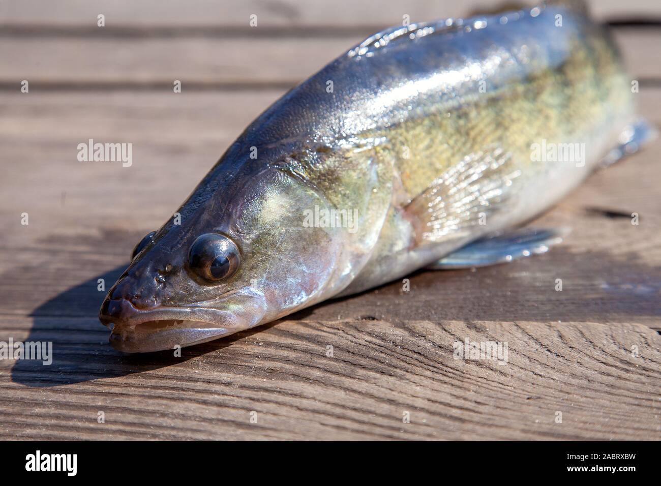 Fishing concept, trophy catch - big freshwater zander fish know as sander lucioperca just taken from the water on vintage wooden background. Stock Photo
