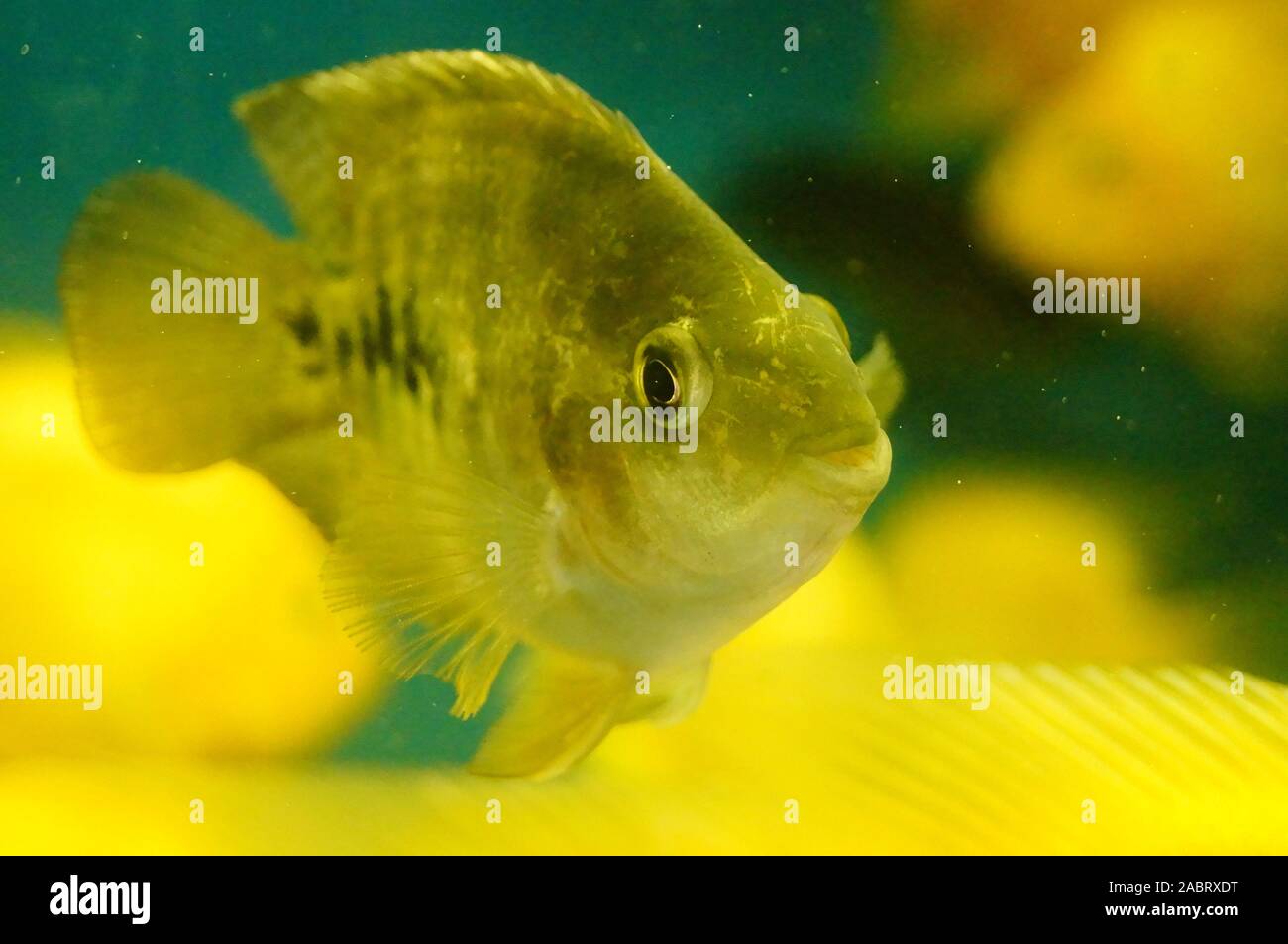 Ornamental goldfish Stock Photo Alamy