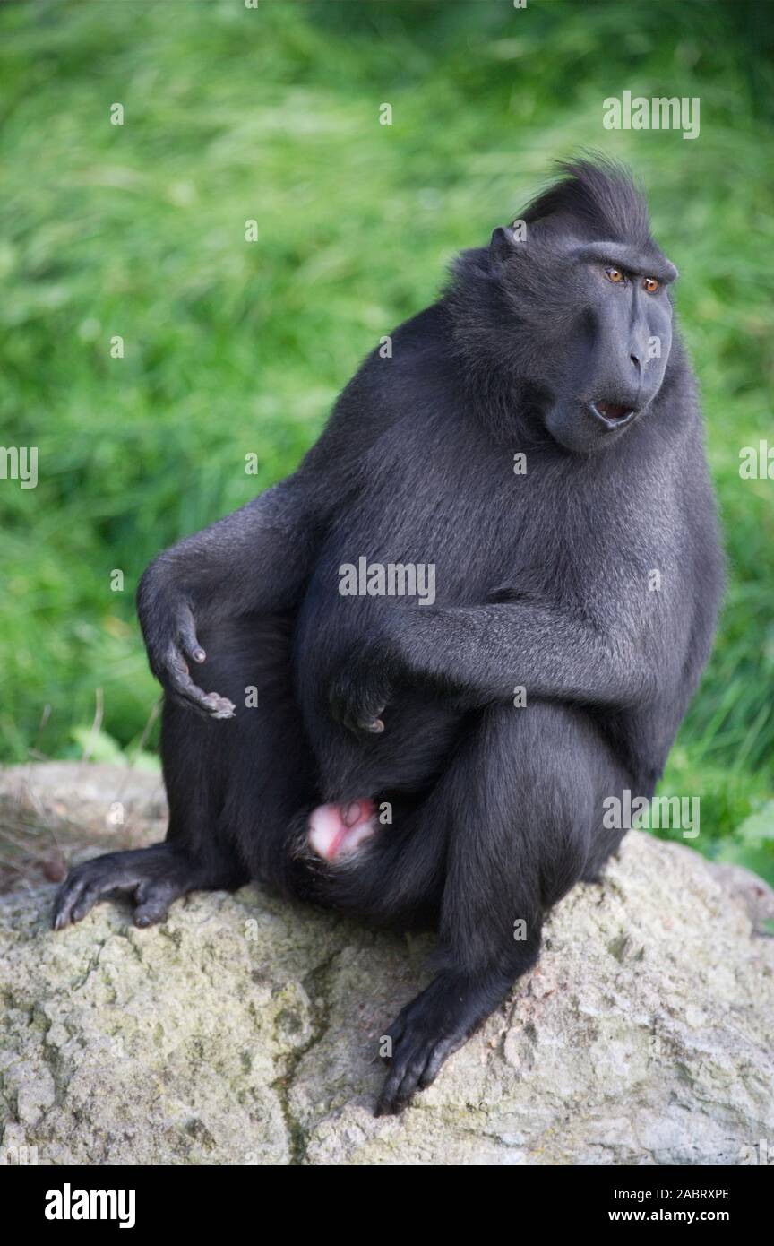 SULAWESI CRESTED BLACK MACAQUE male Macaca nigra Endangered. Stock Photo