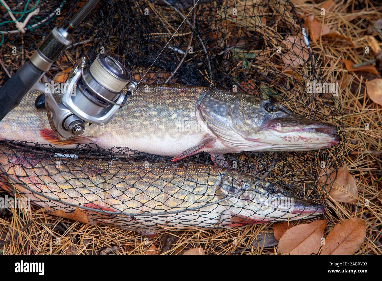 Large catch fish net hi-res stock photography and images - Alamy